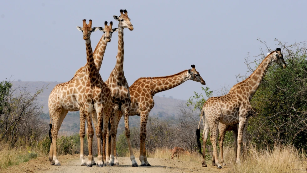 Snooty Giraffes Reconcile With Own Feet