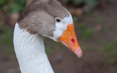 Lucy The Honking Goose Gets Life Ban From Hide-And-Seek Championships