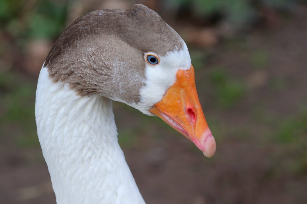 Lucy The Honking Goose Gets Life Ban From Hide-And-Seek Championships