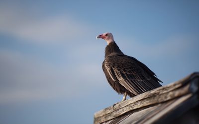 Vulture Nesting On Old McGrady’s House ‘Not Significant’
